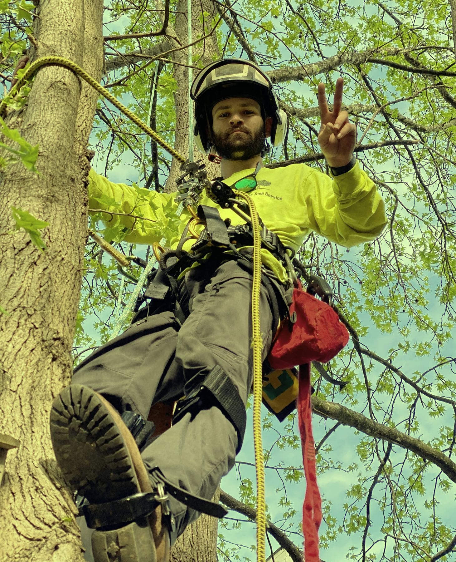 A climber roped into the canopy of a tree, wearing a helmet and hi-vis shirt, raising a hand to the camera