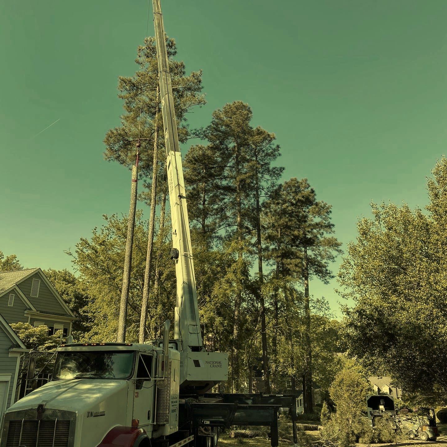 A crane boom extended straight up alongside tall pine trees