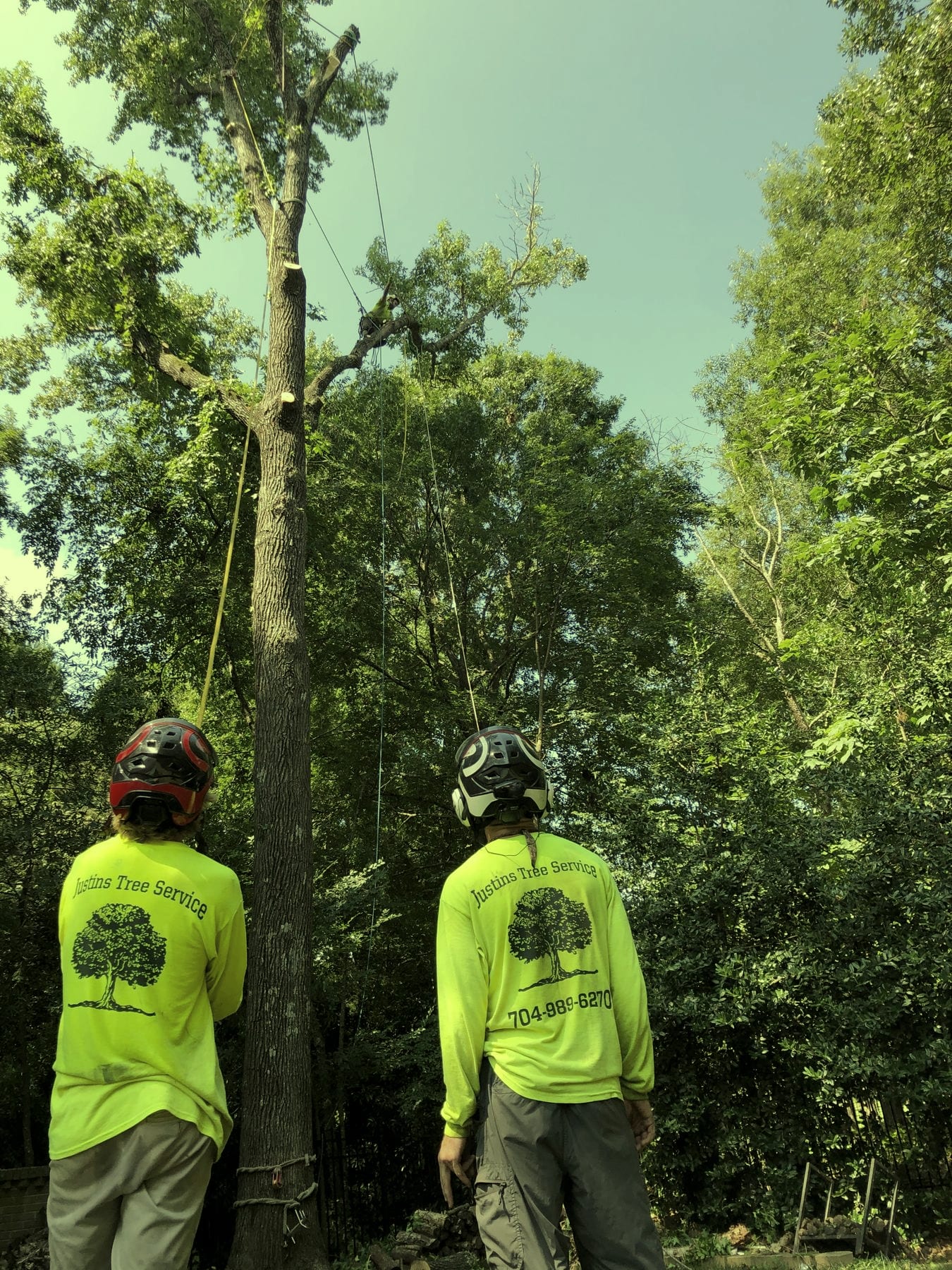 Two crew members seen from behind looking up at a large tree with a climber working in it