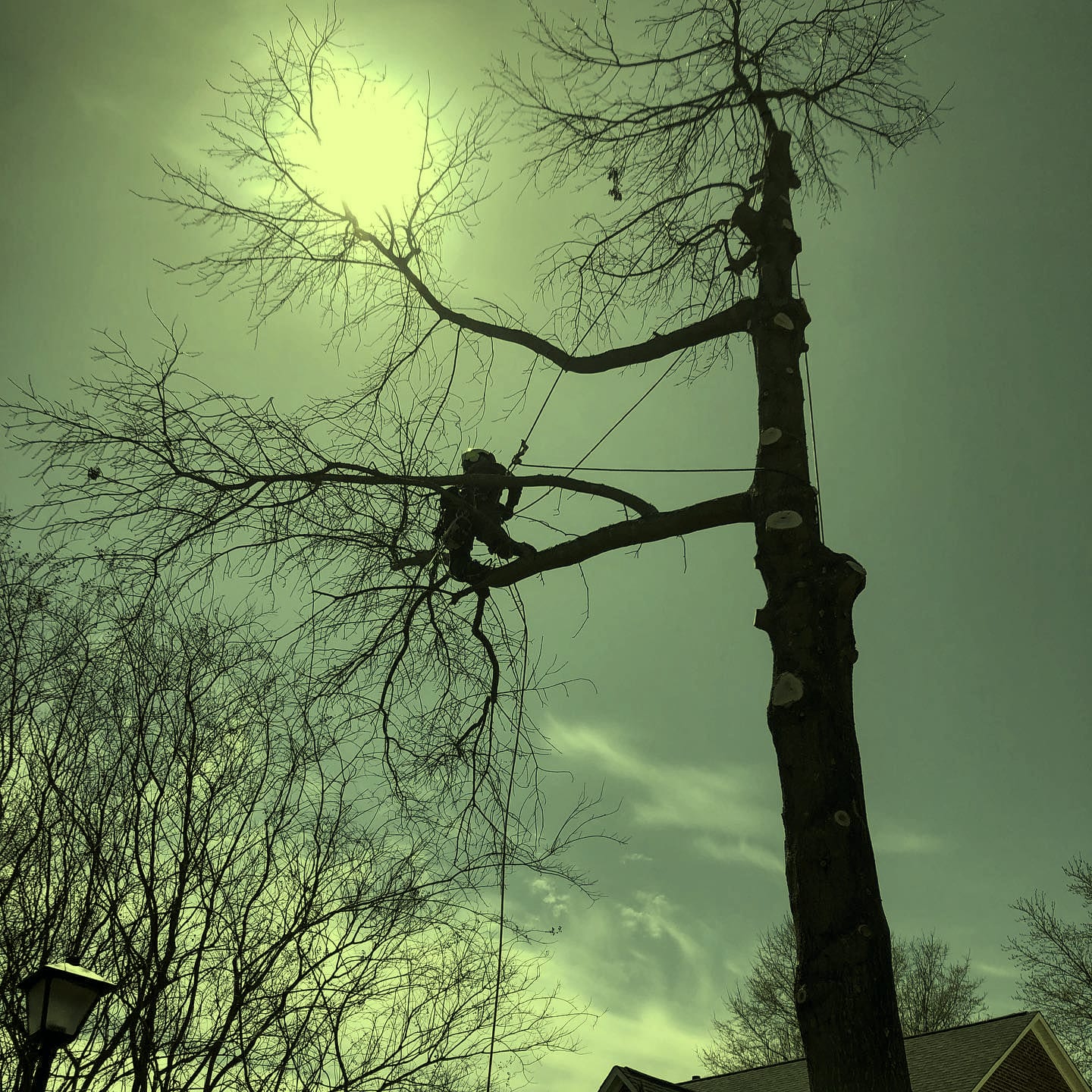 A climber roped into the fork of a large bare tree, silhouetted against the sun, cutting limbs with rigging lines running out along the branches and fresh cut stubs down the trunk