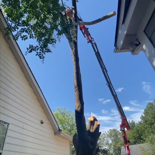 A grapple saw on a boom cutting a large tree down beside a house under blue sky
